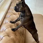 Family Morska Zvezda Hotel