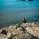 Family Morska Zvezda 2* Balchik