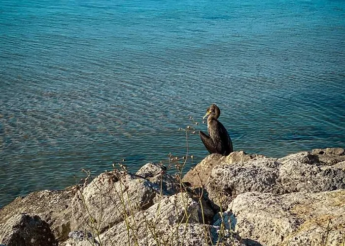 Family Morska Zvezda 2* Balchik